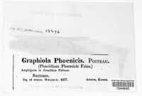 Graphiola phoenicis image
